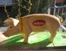 Große Schweine_365