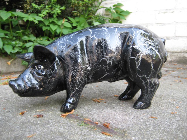 Mini-Schwein_174