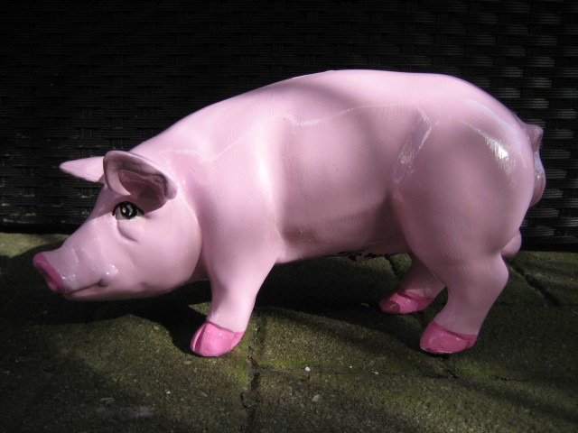 Mini-Schwein_233