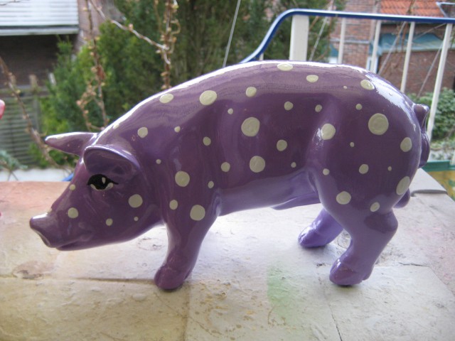 Mini-Schwein_345