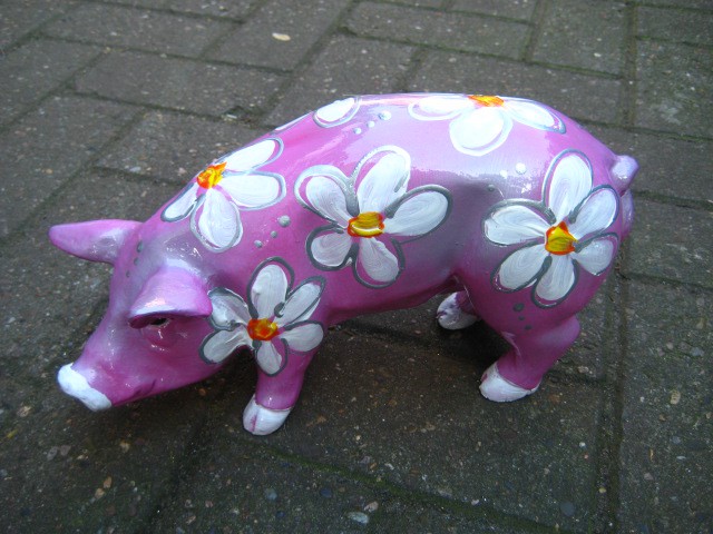 Mini-Schwein_348