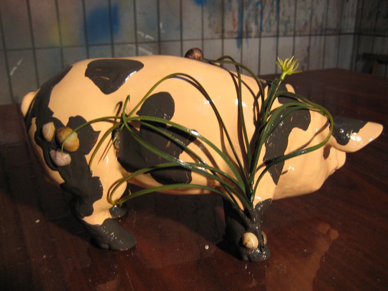 Mini-Schwein_480