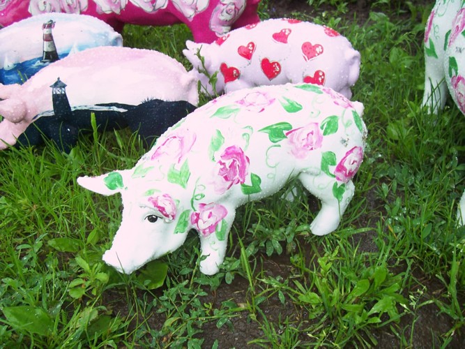 Mini-Schwein_535