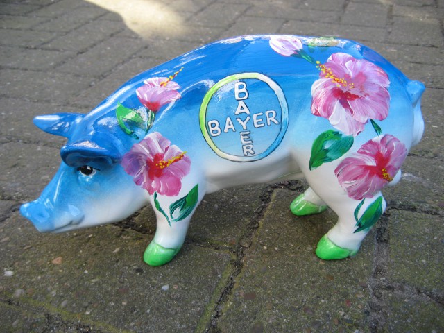 Mini-Schwein_572