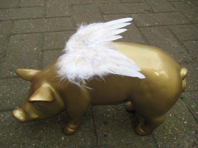 Mini-Schwein_592