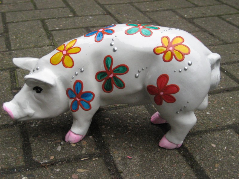 Mini-Schwein_62
