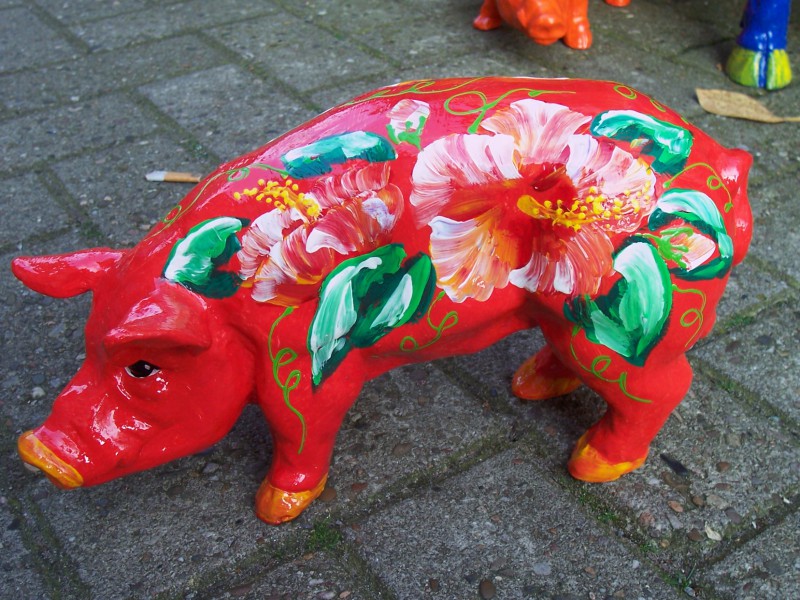 Mini-Schwein_71