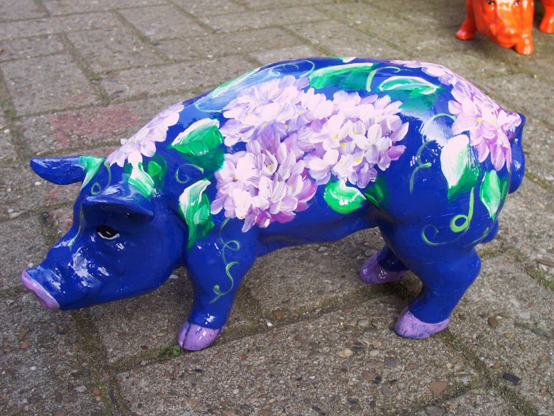 Mini-Schwein_72