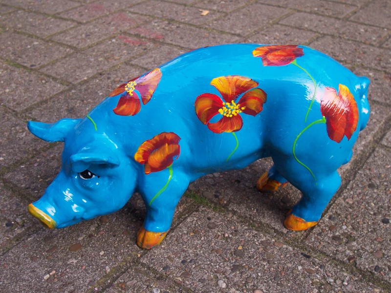 Mini-Schwein_73