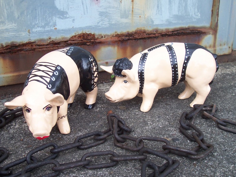 Mini-Schwein_98