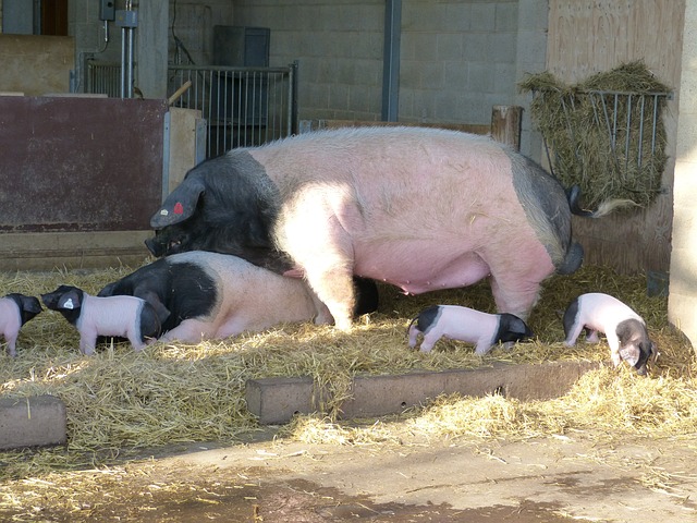 Schwäbisch-Hallisches Schwein