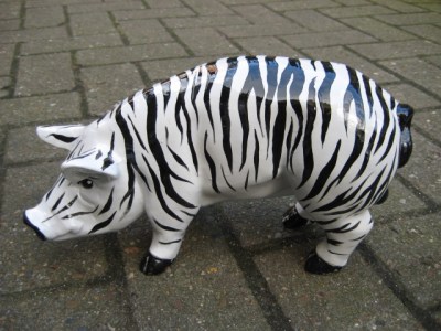 Zebra Schweinchen